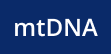 mtDNA